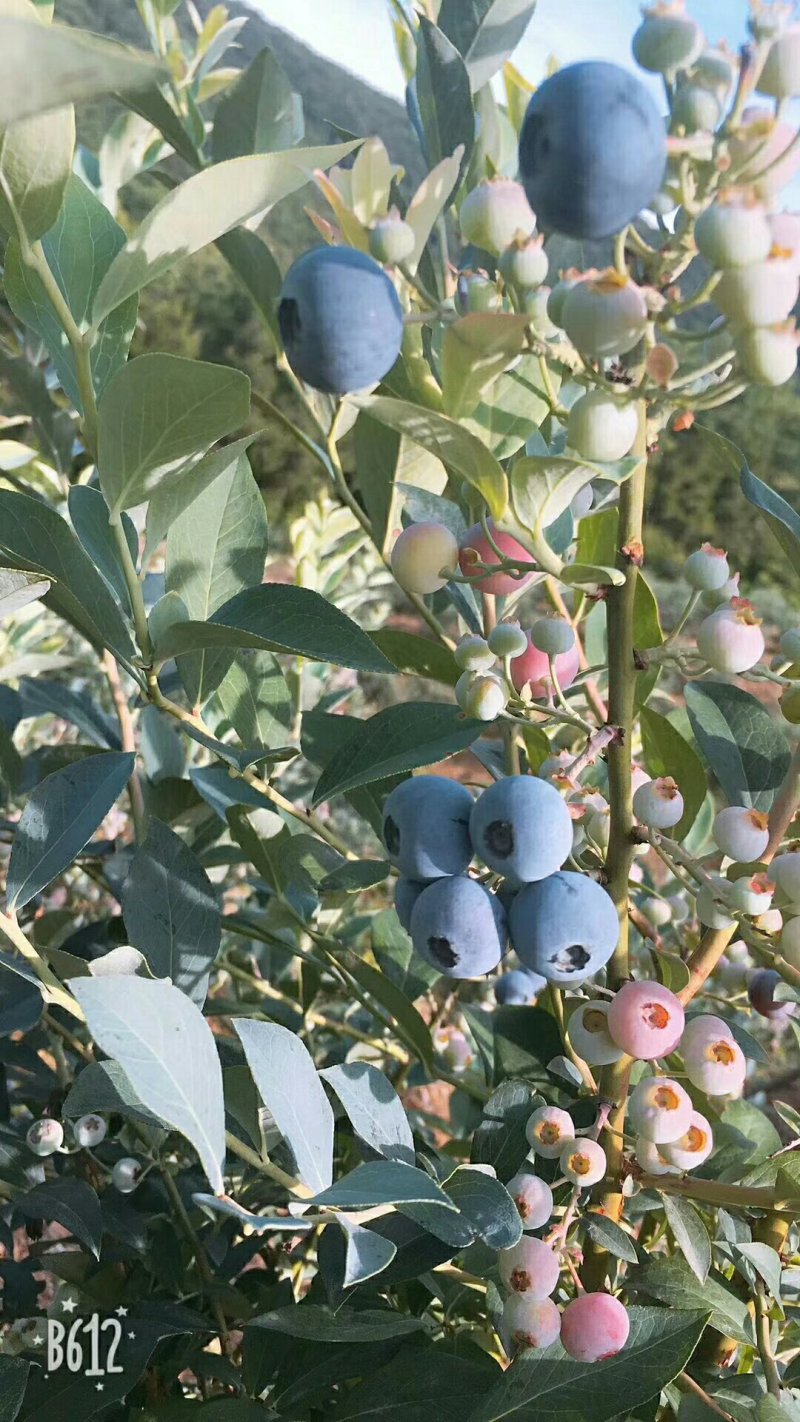 蓝莓苗三年蓝莓苗