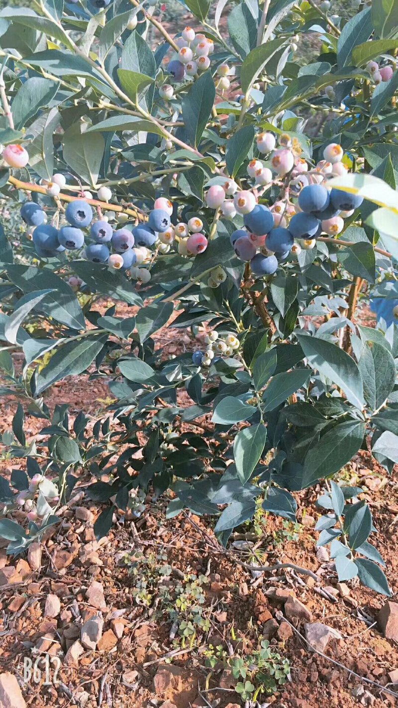 蓝莓苗三年蓝莓苗
