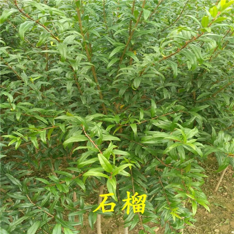 红石榴苗泰山红石榴树苗