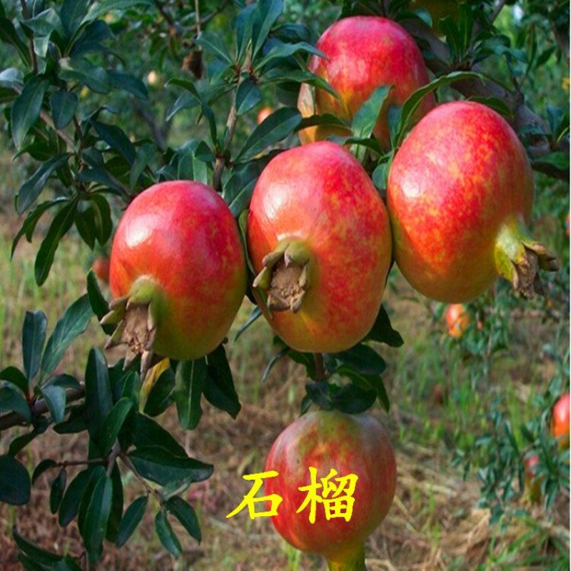 红石榴苗泰山红石榴树苗