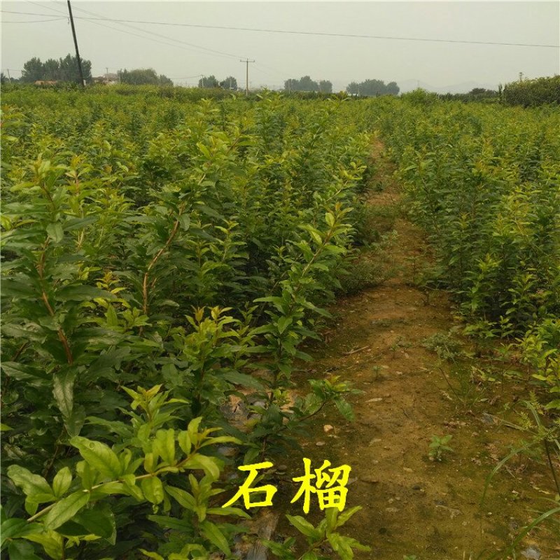 红石榴苗泰山红石榴树苗