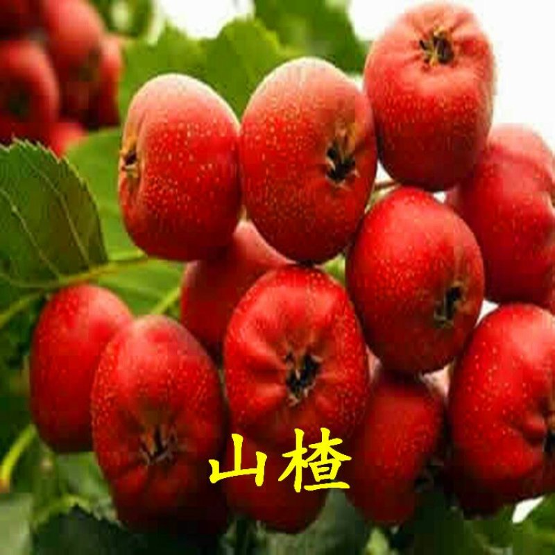 山楂苗大金星甜红子大棉球