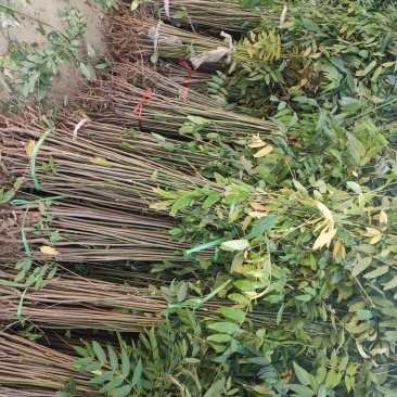 红油香椿苗大棚香椿苗
