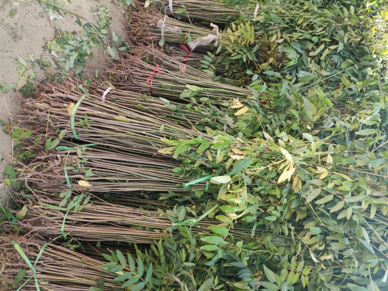 红油香椿苗大棚香椿苗