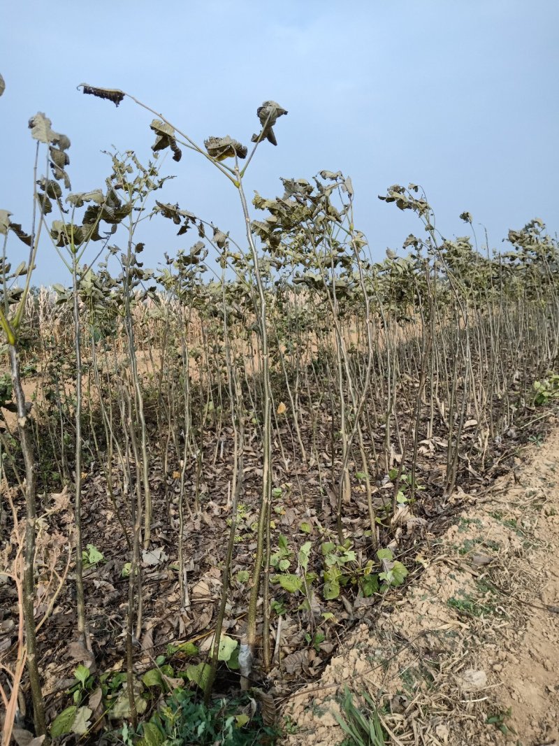 药用连翘苗50万株，大红跑花椒苗，核桃苗，梨树苗，站地苗