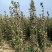 药用连翘苗50万株，大红跑花椒苗，核桃苗，梨树苗，站地苗
