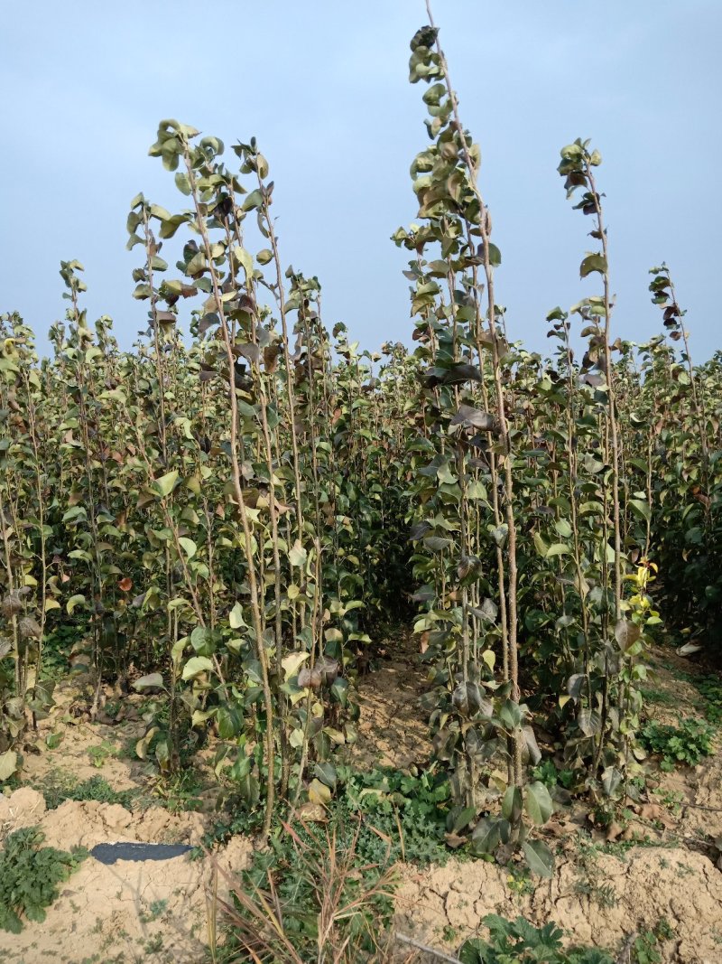 药用连翘苗50万株，大红跑花椒苗，核桃苗，梨树苗，站地苗