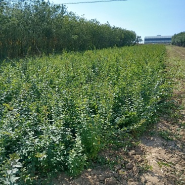 药用连翘苗50万株，大红跑花椒苗，核桃苗，梨树苗，站地苗