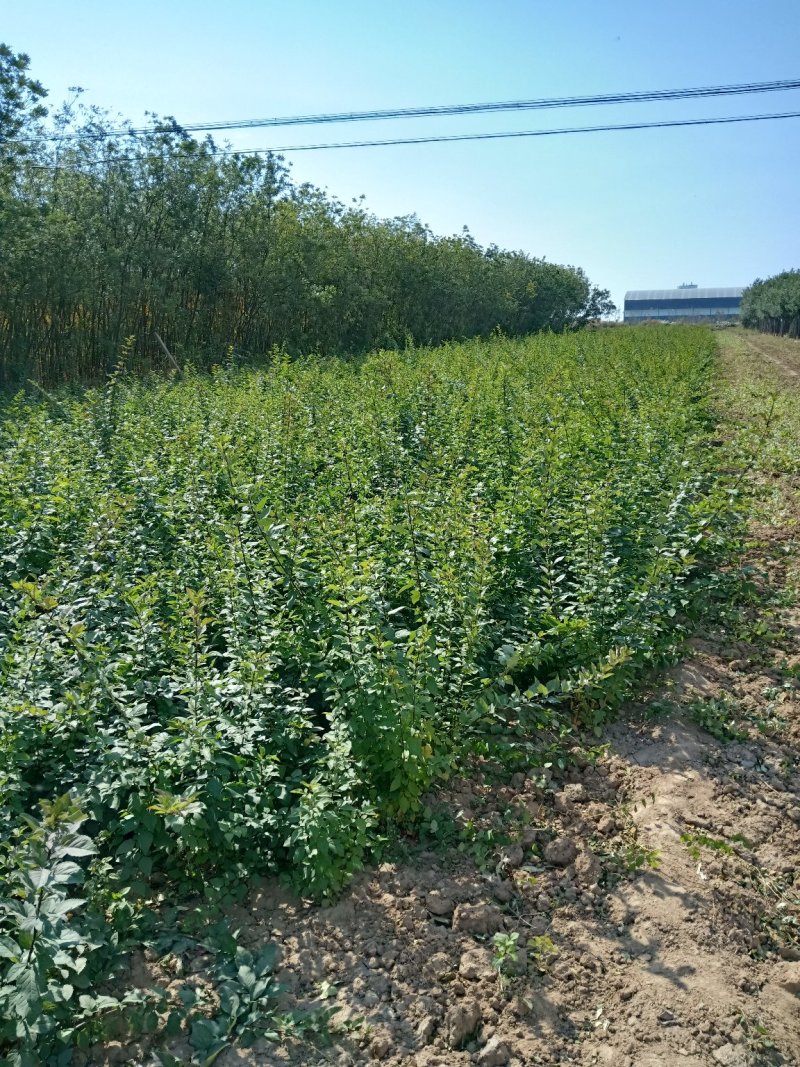药用连翘苗50万株，大红跑花椒苗，核桃苗，梨树苗，站地苗