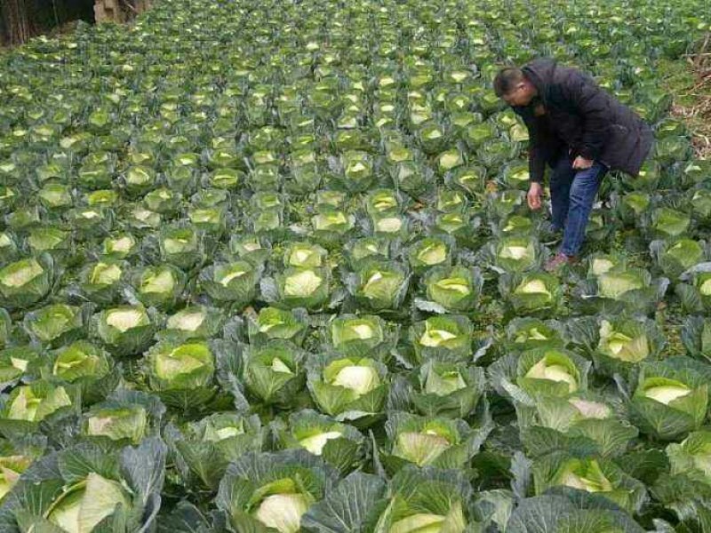 甘蓝，圆包菜