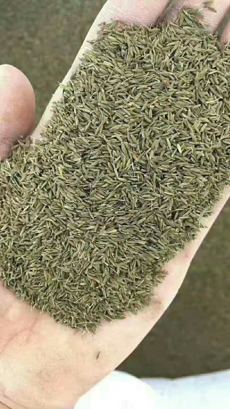 大量出售供应一代纯新蒲公英种籽