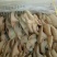 山东鲜平菇大量上市质量保证规格齐全诚信经营全国发货