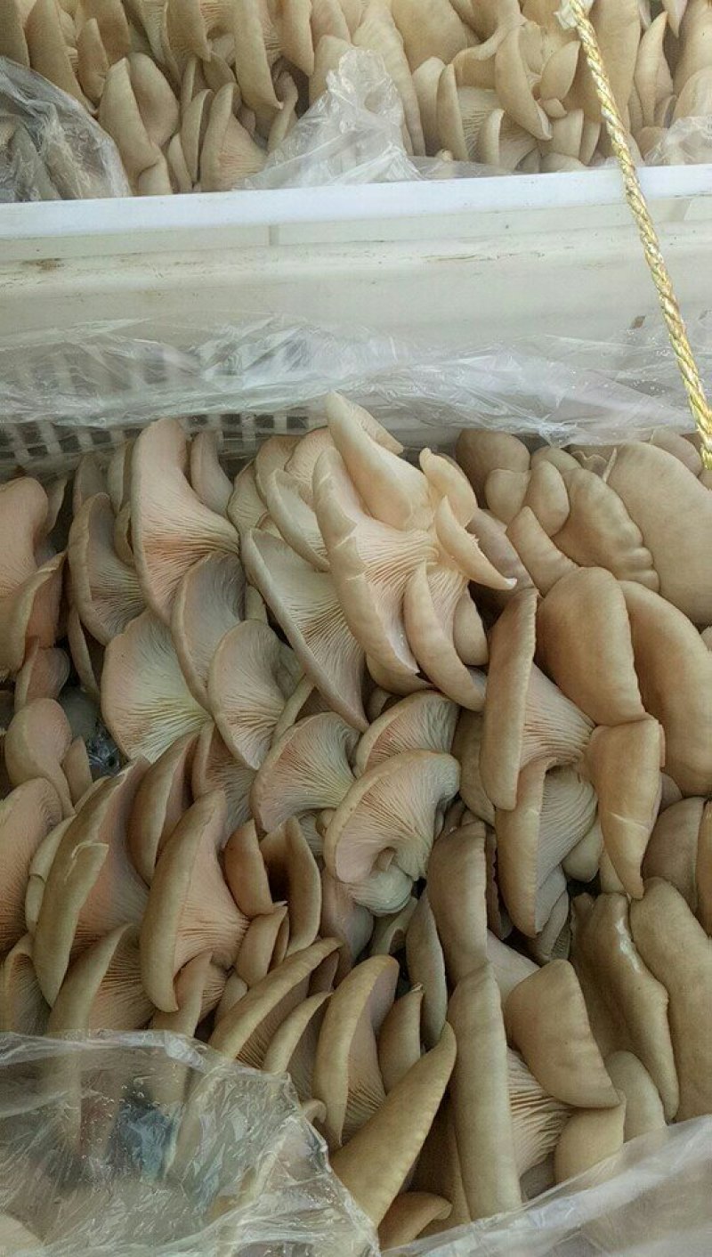 山东鲜平菇大量上市质量保证规格齐全诚信经营全国发货