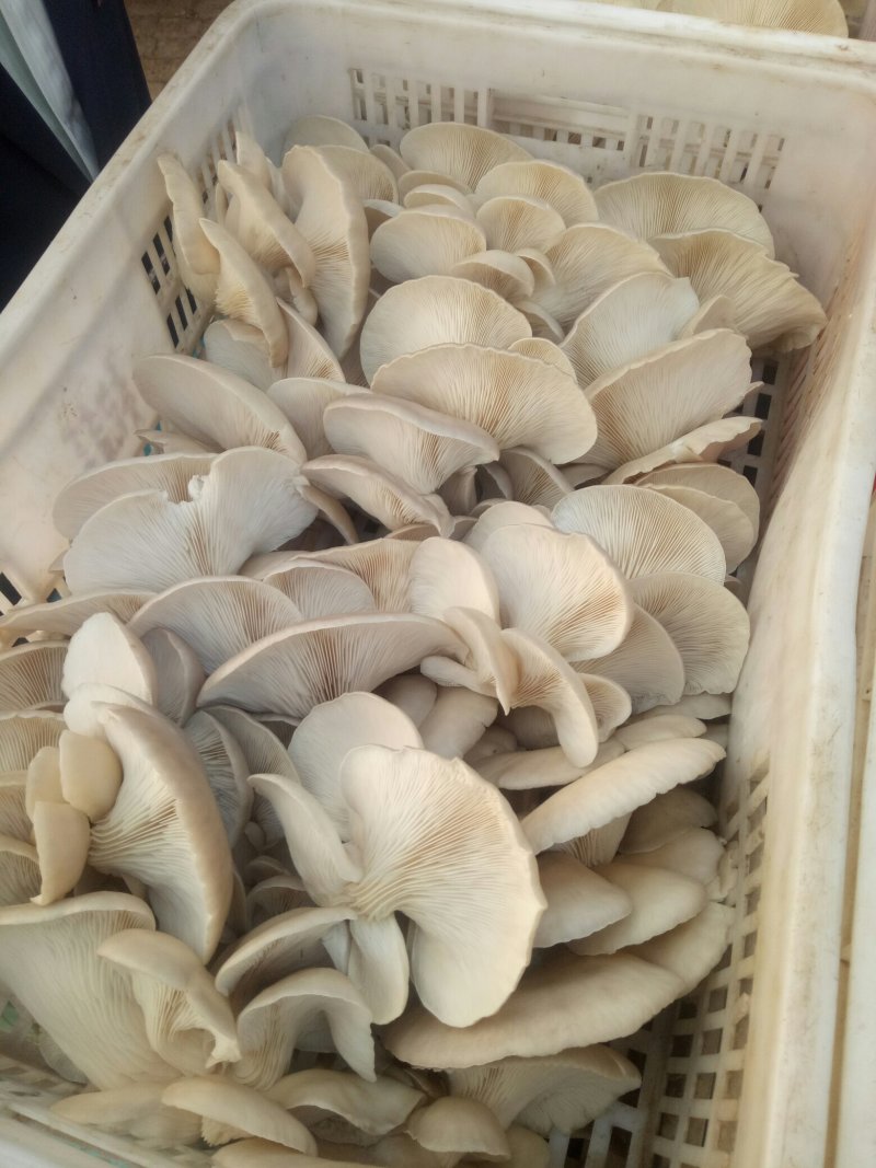山东鲜平菇大量上市质量保证规格齐全诚信经营全国发货
