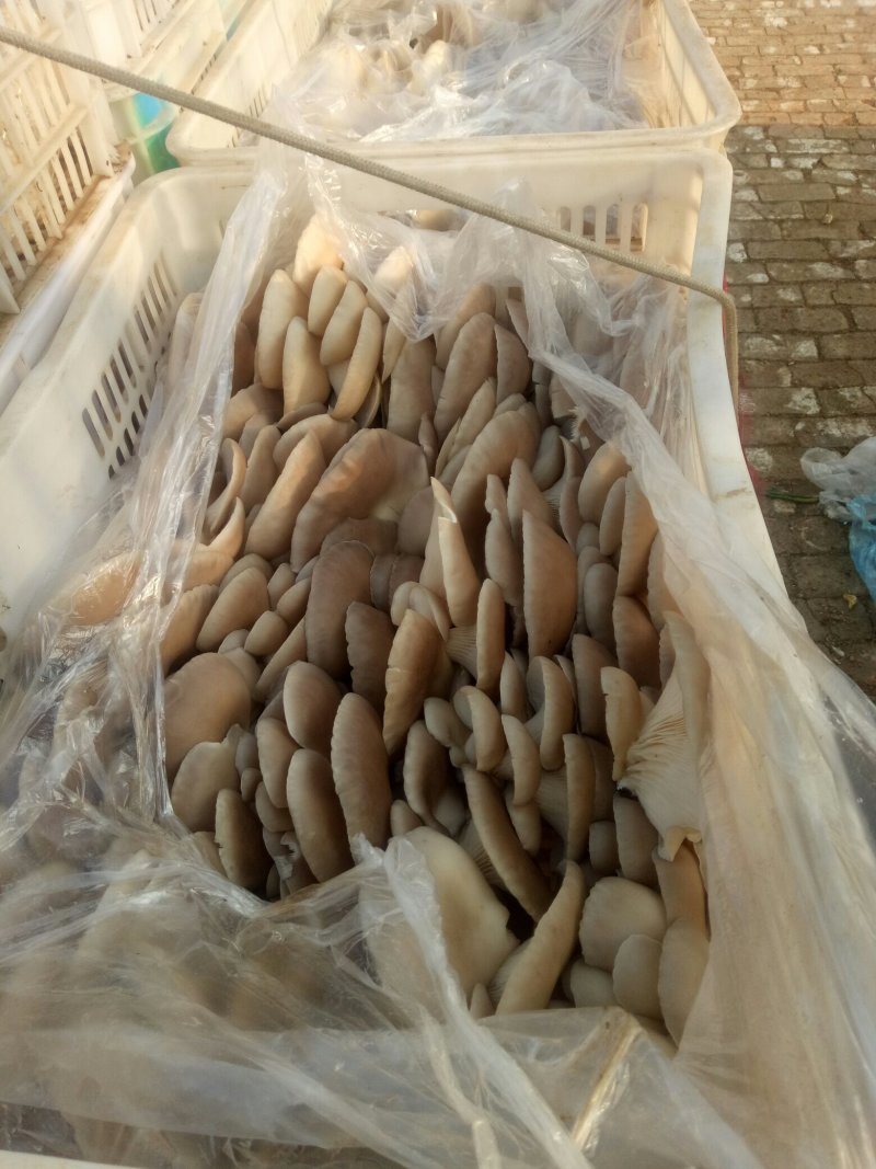 山东鲜平菇大量上市质量保证规格齐全诚信经营全国发货