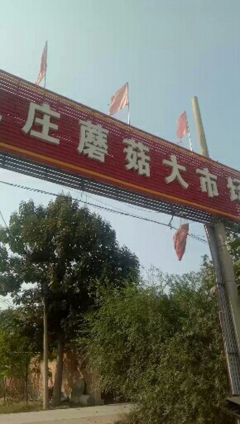 山东鲜平菇大量上市质量保证规格齐全诚信经营全国发货