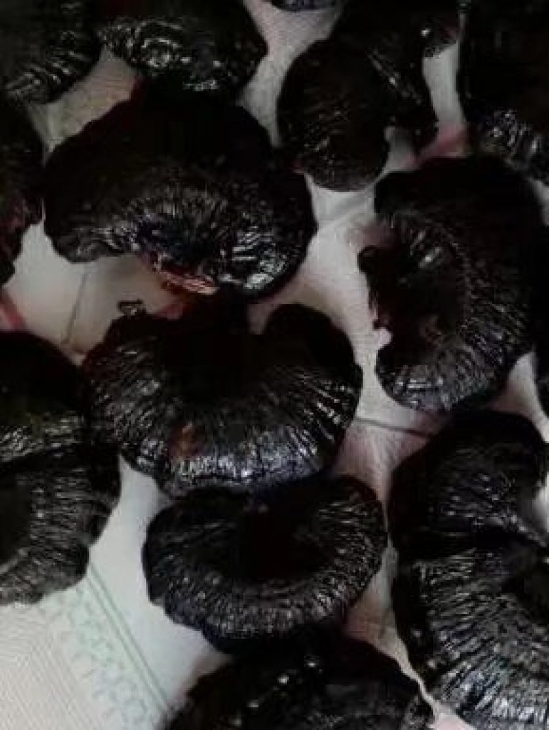 产地直销批发各种灵芝，孢子粉，各种灵芝系列，精美礼品盒包