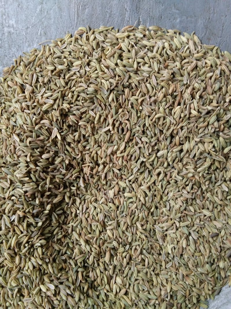 小茴香，批发各种规格中药材