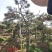 造型油松