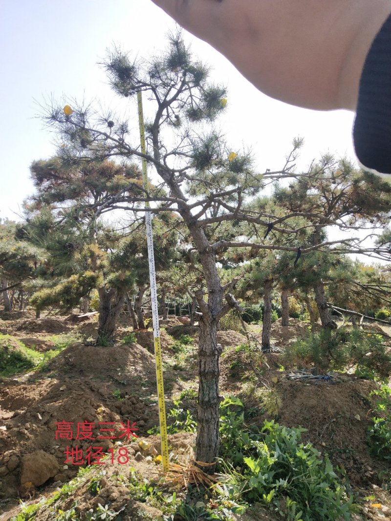造型油松