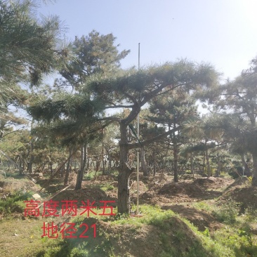 造型油松