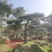 造型油松