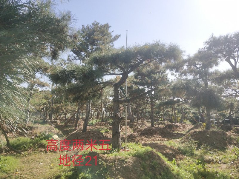 造型油松