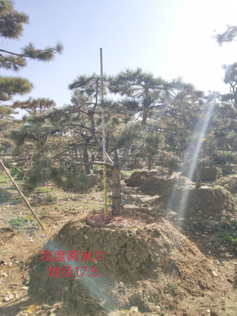 造型油松
