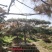 造型油松
