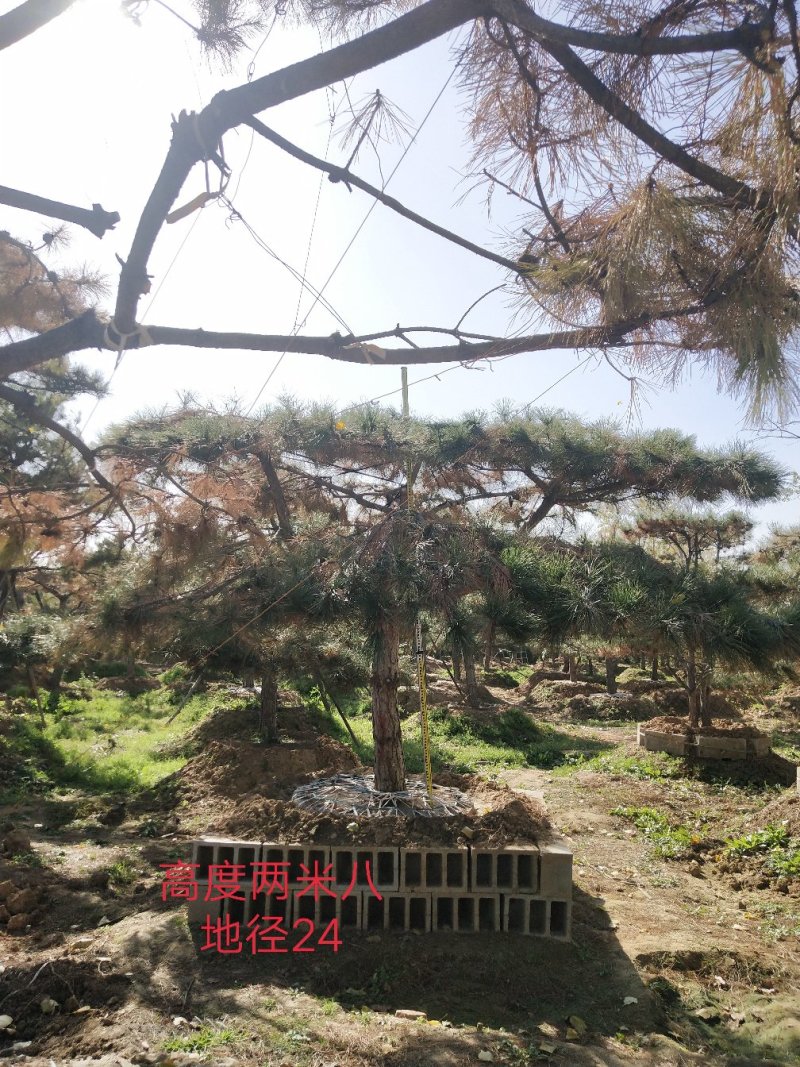 造型油松