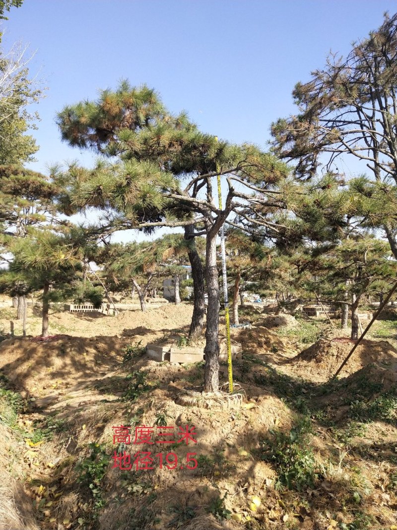 造型油松