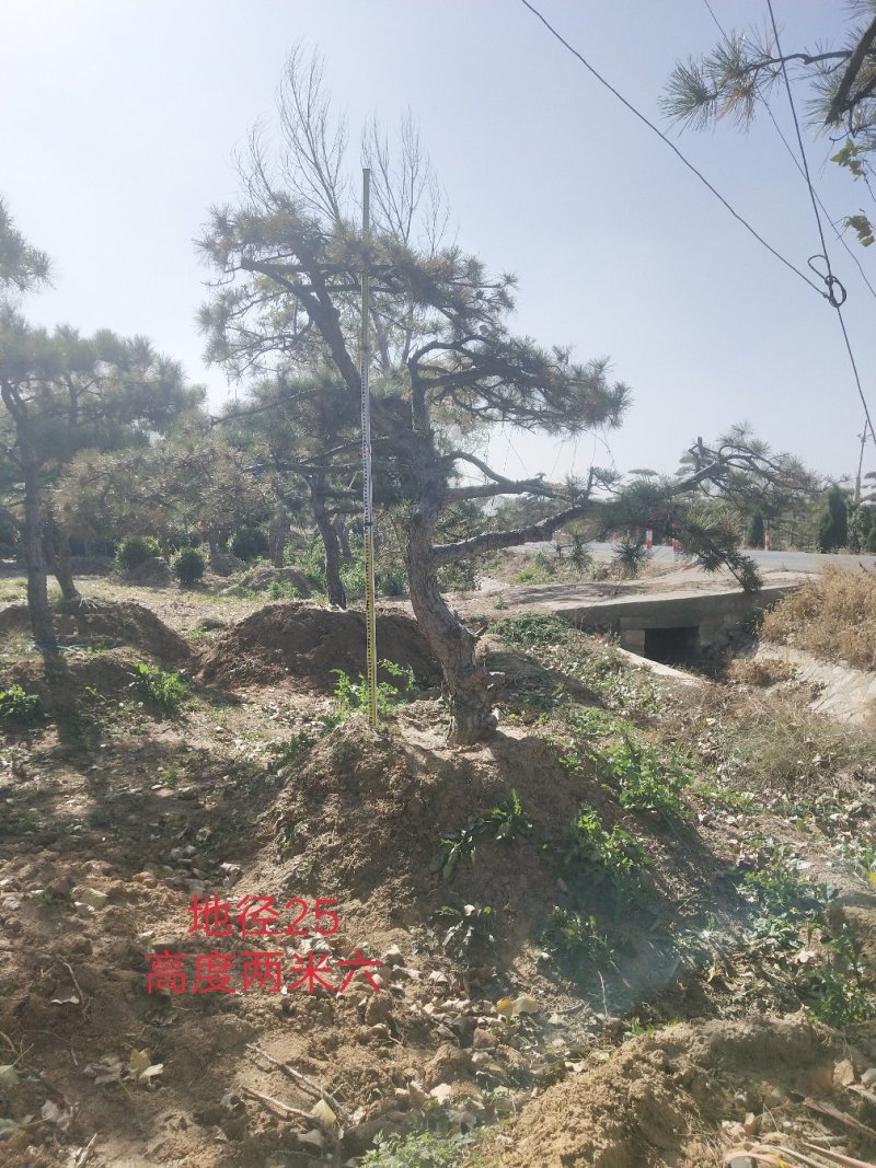 造型油松