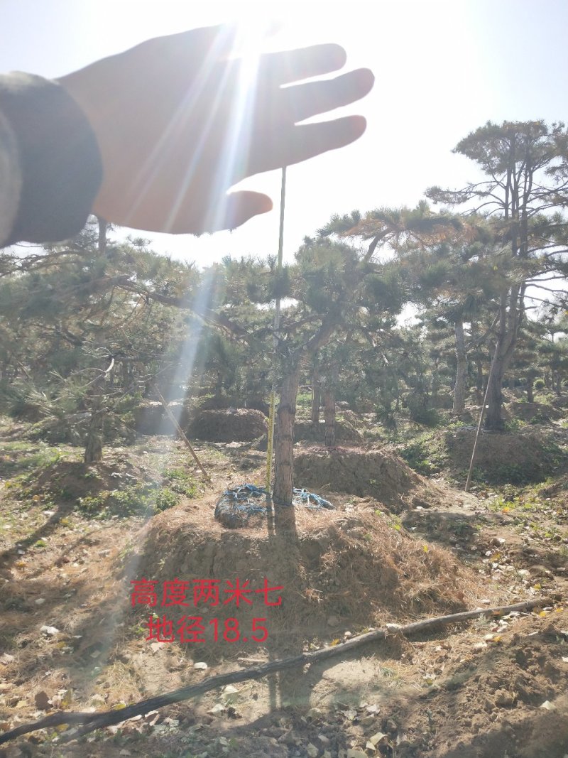 造型油松