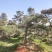 造型油松