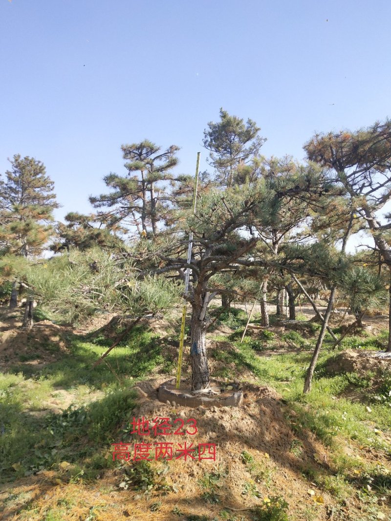 造型油松