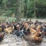 麻鸡6~9月