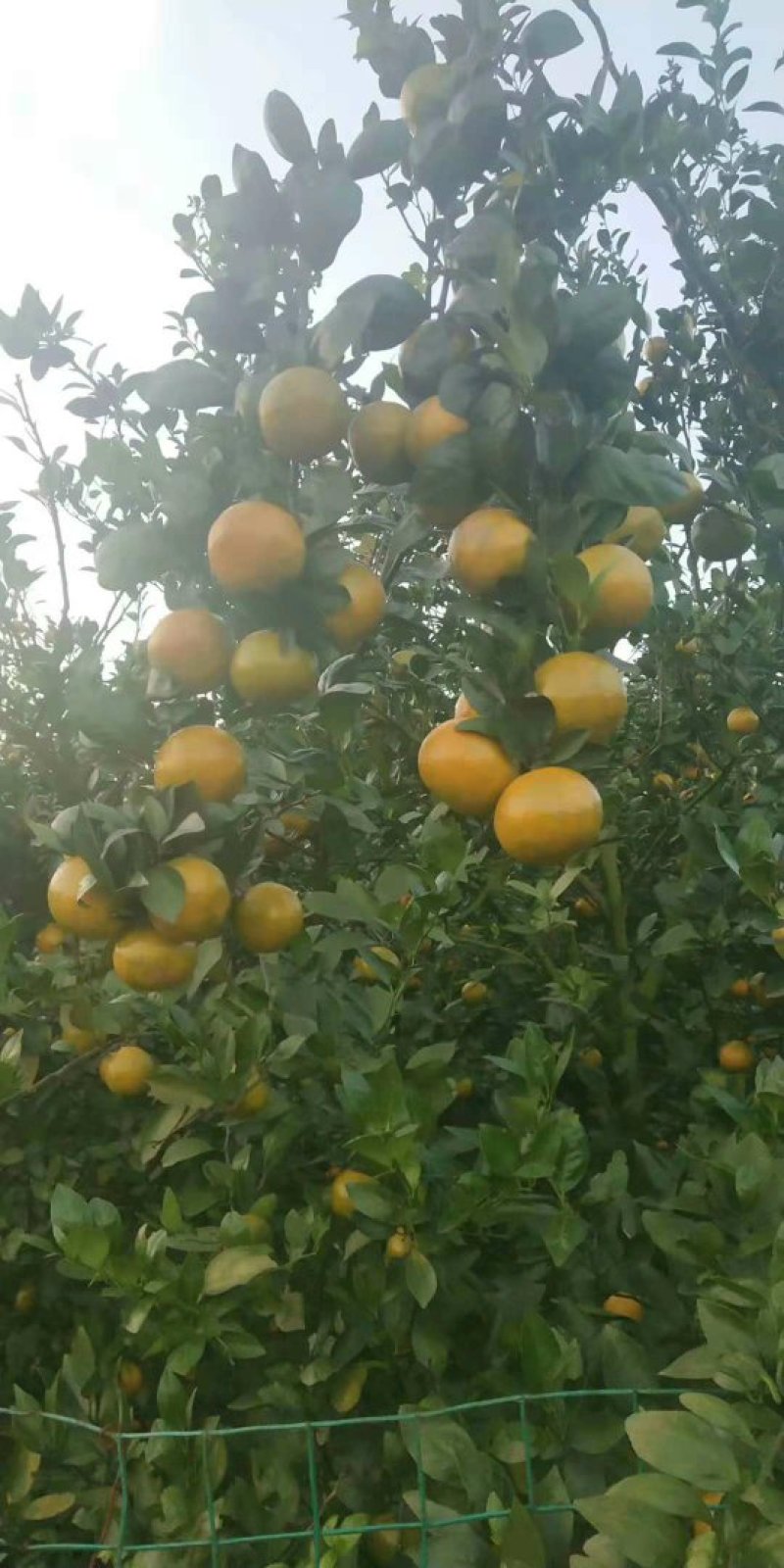 皇帝柑