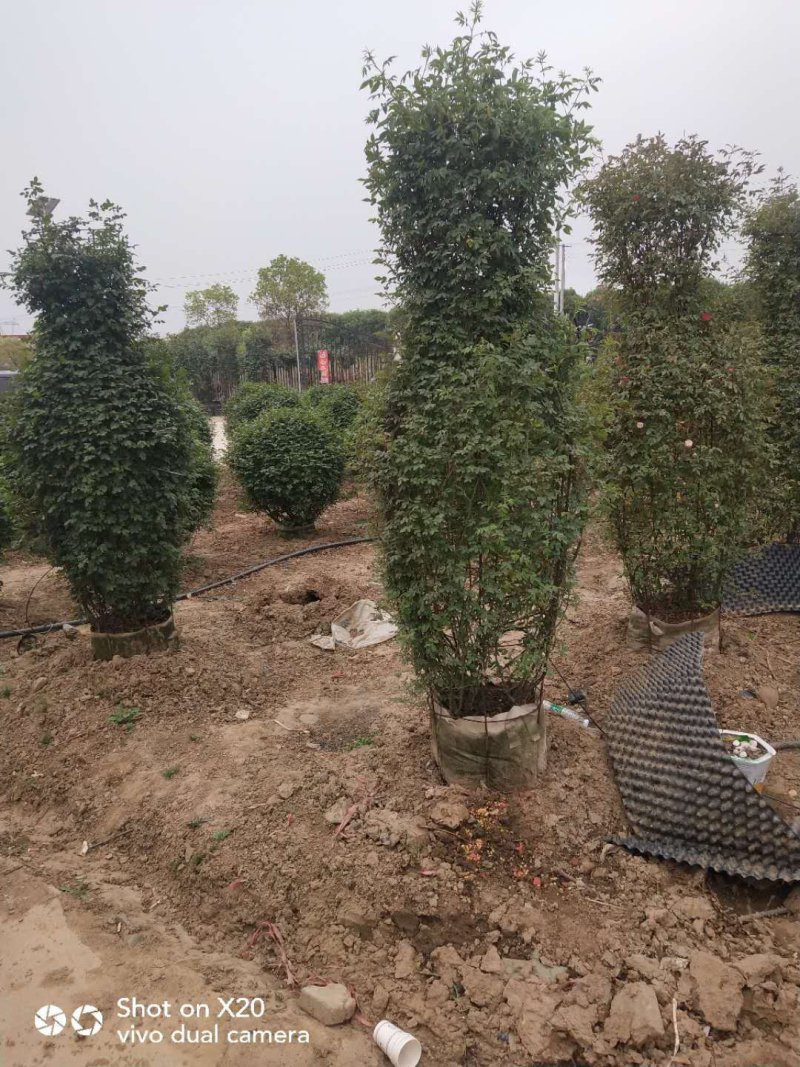 造型树