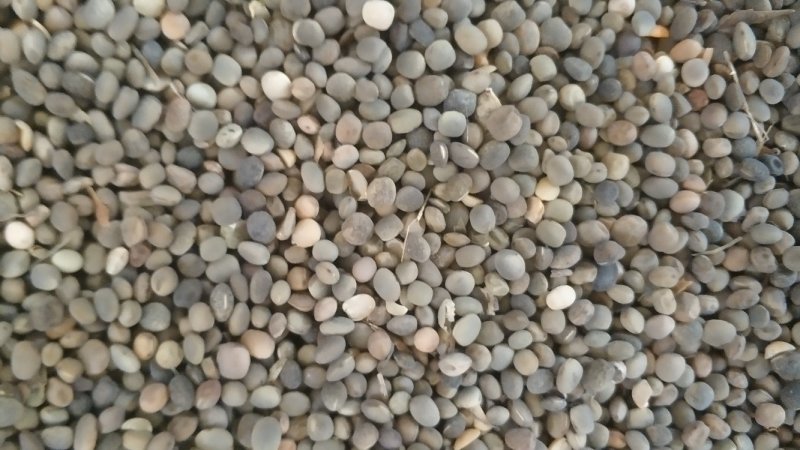 新疆豆