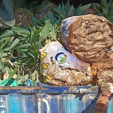 基地水生植物现场收货