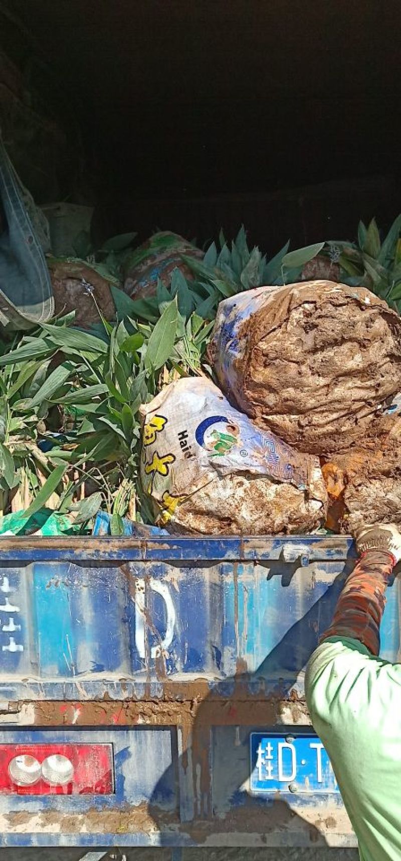基地水生植物现场收货