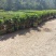基地水生植物现场收货