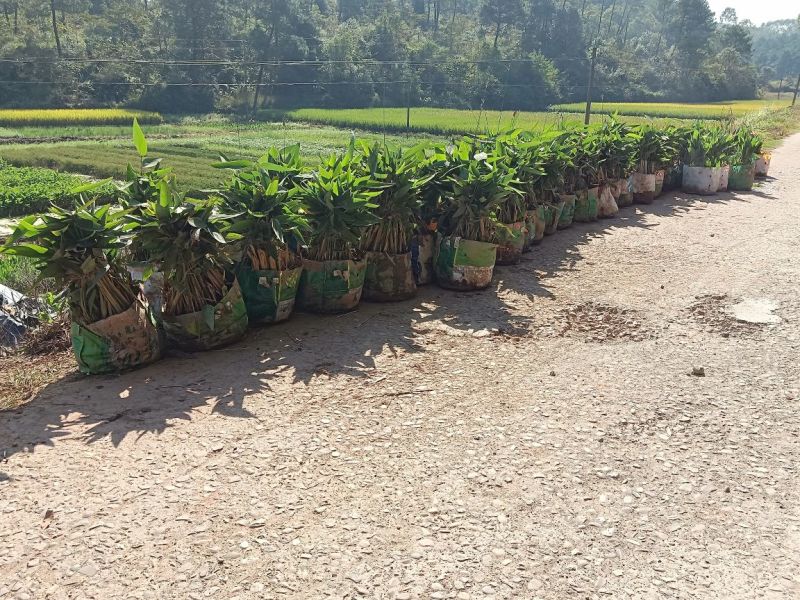 基地水生植物现场收货