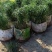 基地水生植物现场收货