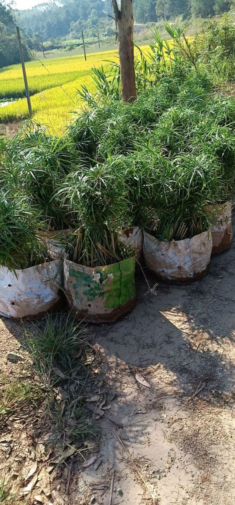 基地水生植物现场收货