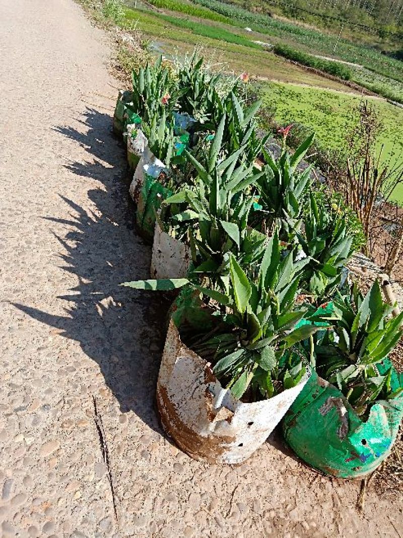 基地水生植物现场收货