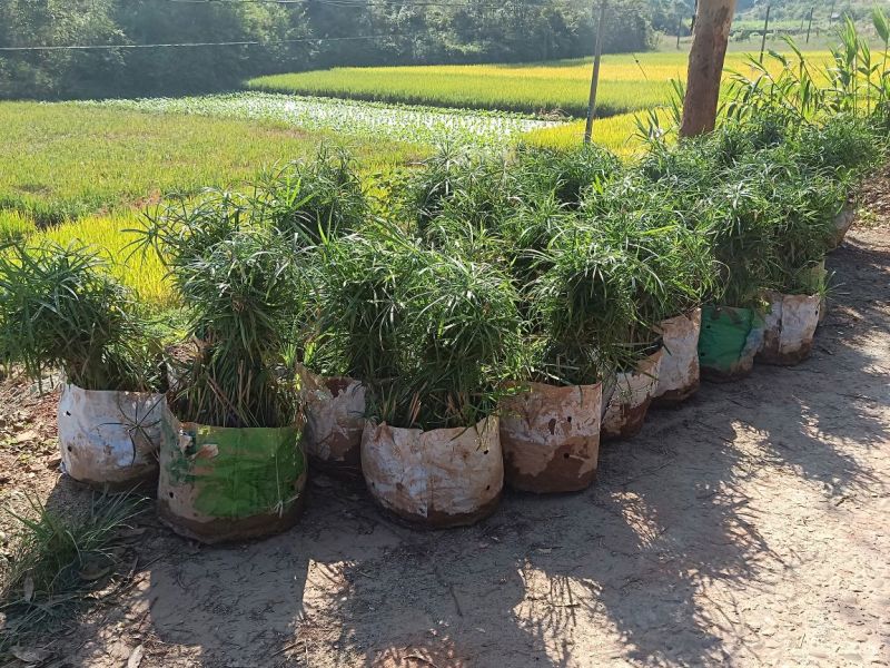基地水生植物现场收货