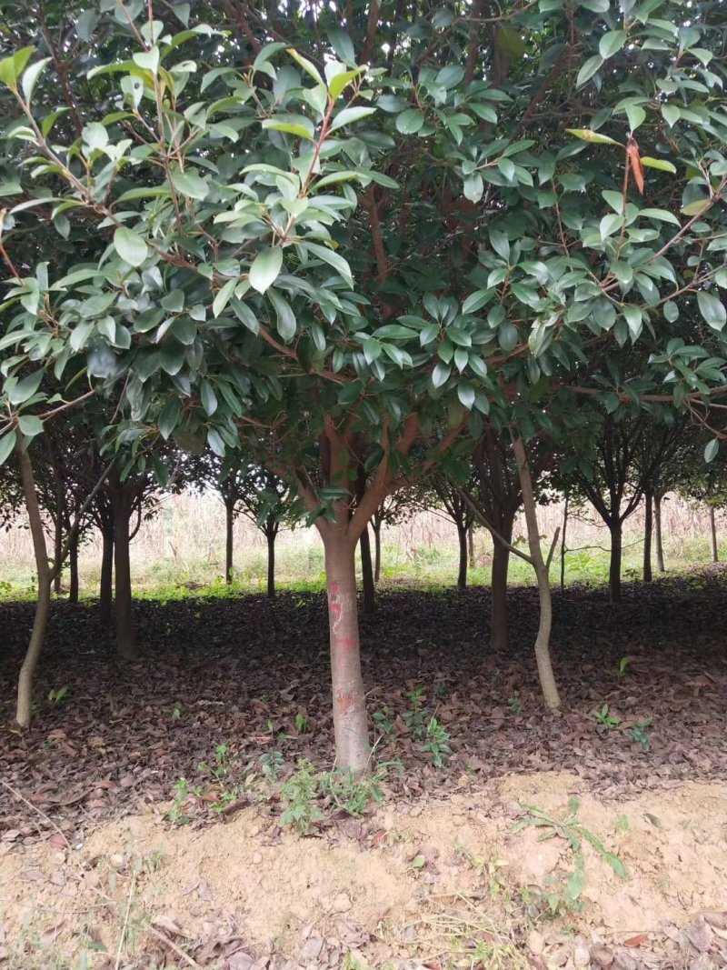 红叶石楠