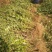 连翘树苗5号山西药用大果连翘苗基地现挖现发根系发达好活