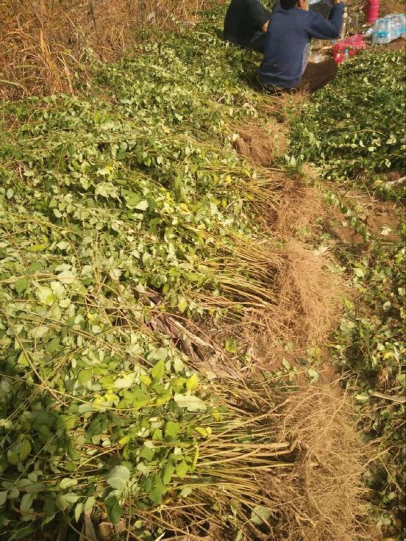 连翘树苗5号山西药用大果连翘苗基地现挖现发根系发达好活
